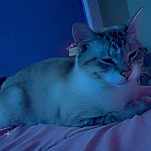 Meet your Posher, Noelle